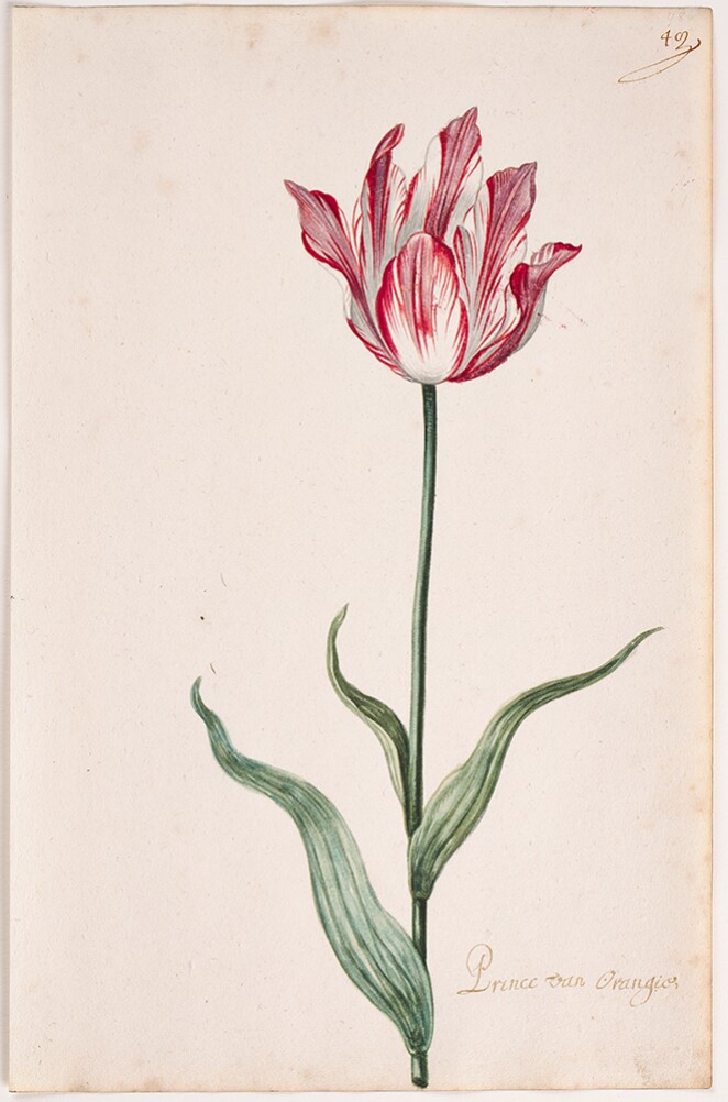 A Tulip Book: Prince Van Orangie