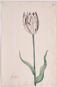 Great Tulip Book: Aerschot