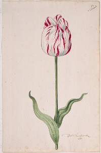 Great Tulip Book: Witte' Lapprock