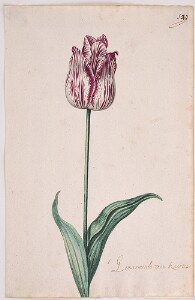 Great Tulip Book: 'T Gemarmerde Van Kaertie