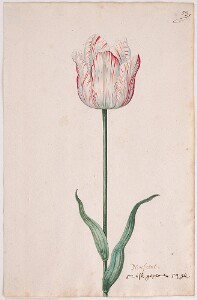 Great Tulip Book: Nonswit (Nonsuit)