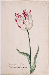 Great Tulip Book: Admirael Kuip