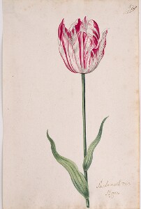 Great Tulip Book: Admirael Van Horen