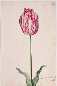 Great Tulip Book: Grootte Geplumesceerde