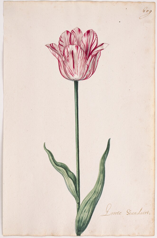 A detailed watercolor of a slightly open white tulip with crimson (dark red) striations. In the lower right corner, an inscription of the tulip variety