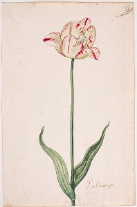 Great Tulip Book: Lochchertje