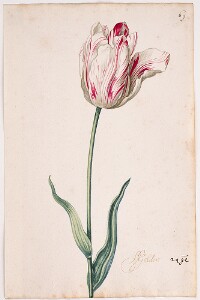 Great Tulip Book: Gelder