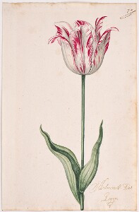 Great Tulip Book: Admirael de Loijer