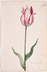 Great Tulip Book: Schone Schilder