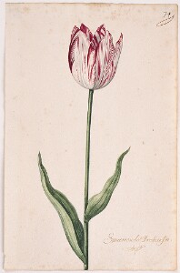 Great Tulip Book: Sweemende Brabanson