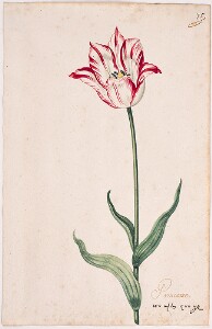 Great Tulip Book: Princesse