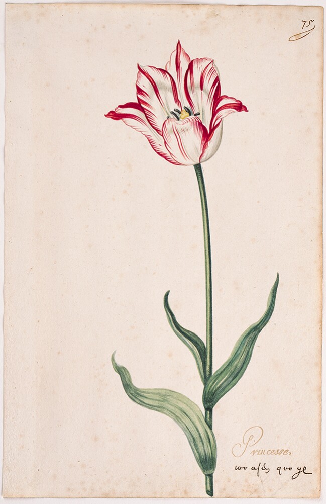 A Tulip Book: Princesse