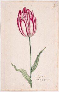 Great Tulip Book: Petter