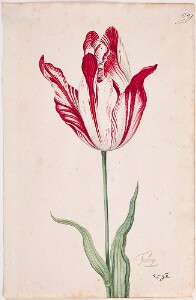 Great Tulip Book: Fabrij