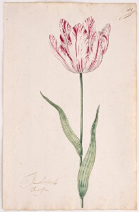 Great Tulip Book: Admirael Aertsen