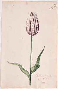 Great Tulip Book: Admirael Van Enckhuisen