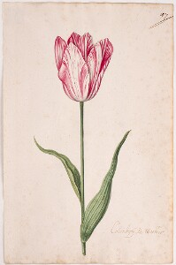 Great Tulip Book: Colembijm de Meester