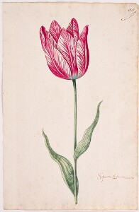 Great Tulip Book: Scipion Africanus