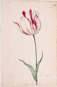 Great Tulip Book: Rotgans