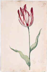 Great Tulip Book: Tulpa Verduin