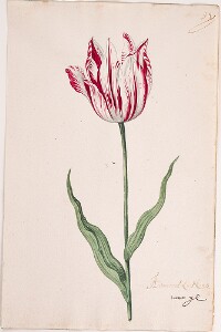 Great Tulip Book: Admirael Liefkens