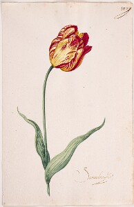 Great Tulip Book: Sammalavijk