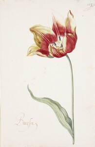 Great Tulip Book: Branson