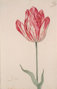 Great Tulip Book: Goliat