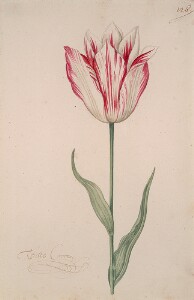 Great Tulip Book: Witte Croon