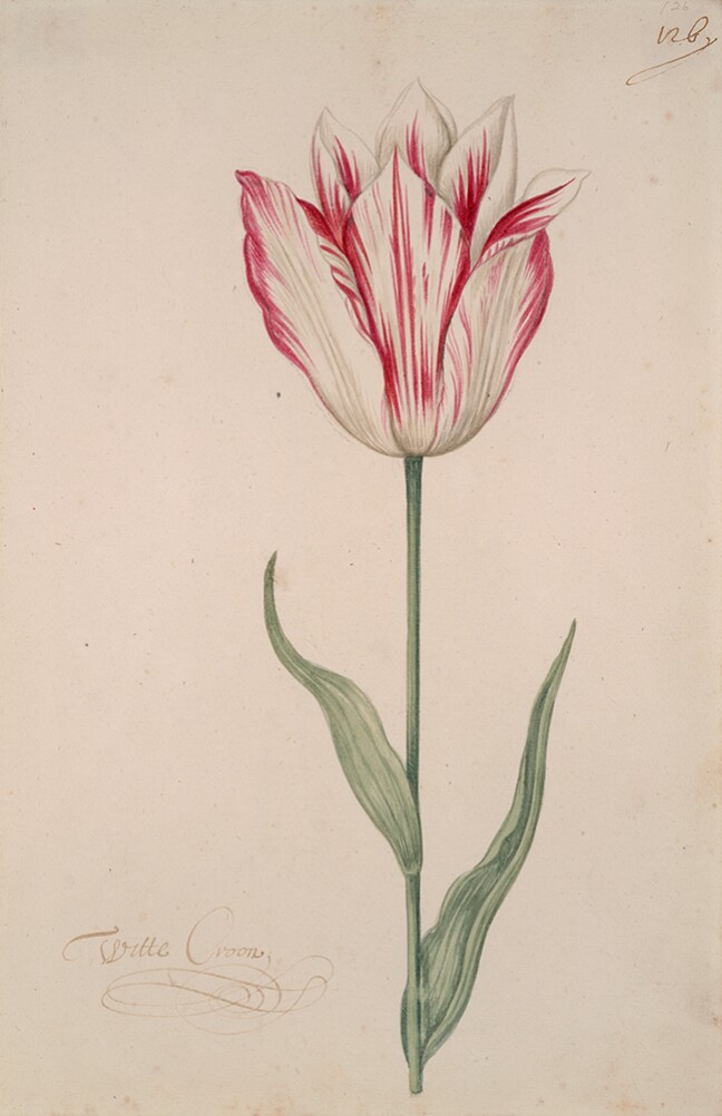 A detailed watercolor of a white tulip with magenta (dark pink) striations. In the lower left corner, an inscription of the tulip variety