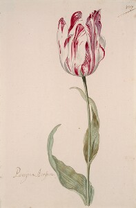 Great Tulip Book: Paragoen Aerssen