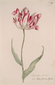 Great Tulip Book: Morghen Sterre