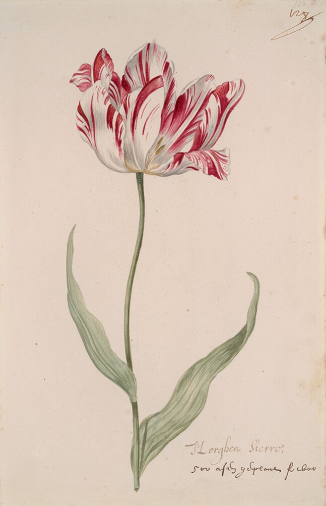 A Tulip Book: Morghen Sterre