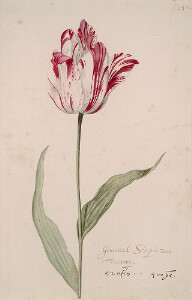 Great Tulip Book: Generael Schipio Van Victorij