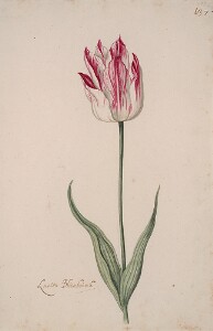 Great Tulip Book: Laeton Blienburch