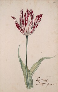 Great Tulip Book: La Vove (la Veuve)