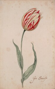 Great Tulip Book: Jan Simonse