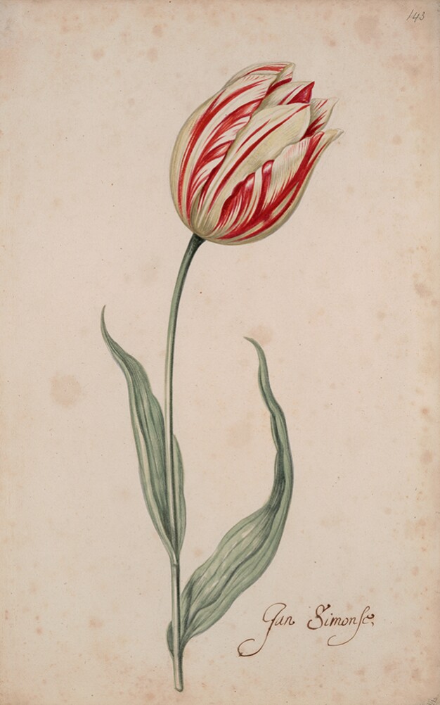 A Tulip Book: Jan Simonse