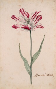 Great Tulip Book: Admirael de Meester