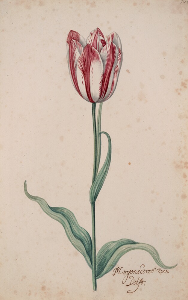 A Tulip Book: Morgensterre Van Delft