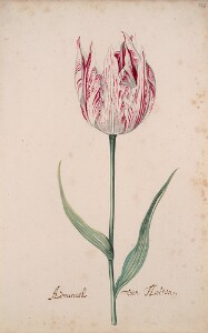 Great Tulip Book: Admirael Van Houten