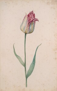 Great Tulip Book: without name