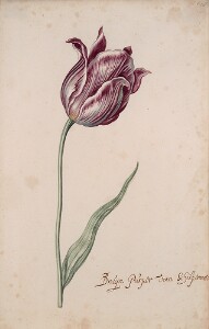 Great Tulip Book: Bruyn Purper Van Schilpdroost