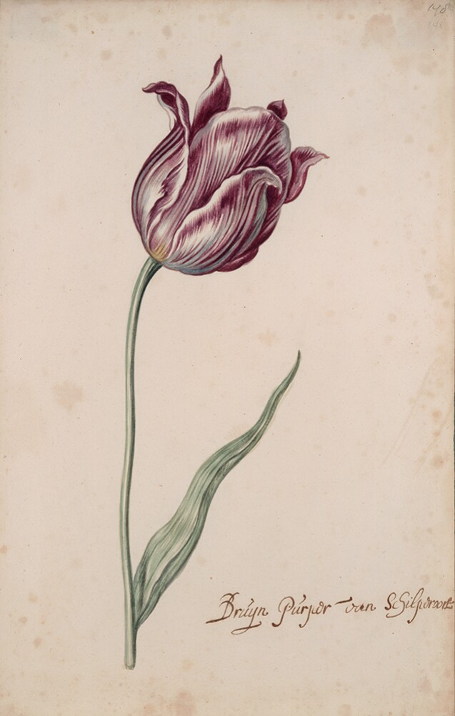 A Tulip Book: Bruyn Purper Van Schilpdroost
