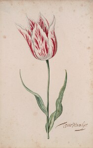 Great Tulip Book: Witte Mervelije