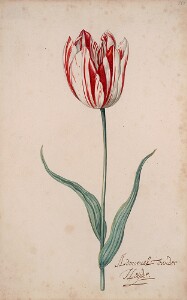 Great Tulip Book: Admirael Vander Heijde