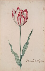 Great Tulip Book: Admirael Van Engelant