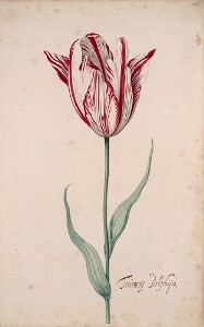 Great Tulip Book: Tournoij Dolphijn