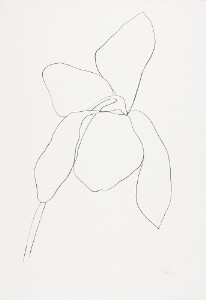 Cyclamen II