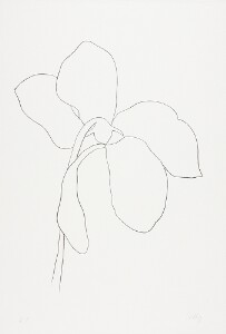 Cyclamen III